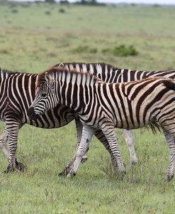 African Zebras 099