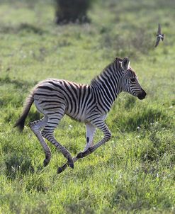 African Zebras 100