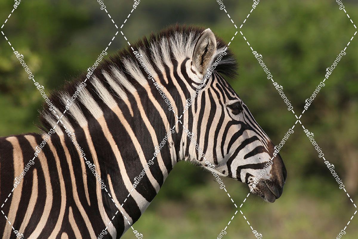 African Zebras 091