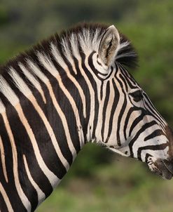 African Zebras 091