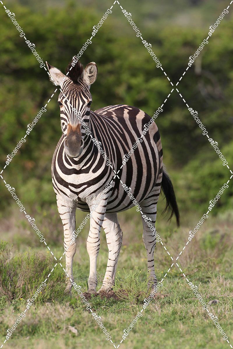 African Zebras 092