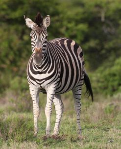 African Zebras 092