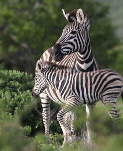African Zebras 093