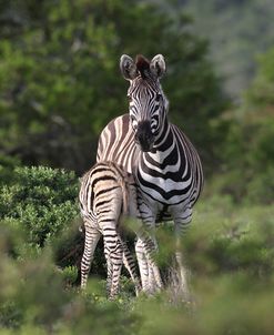 African Zebras 094