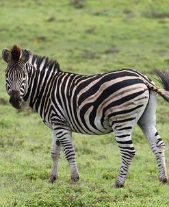 African Zebras 105
