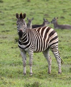 African Zebras 106