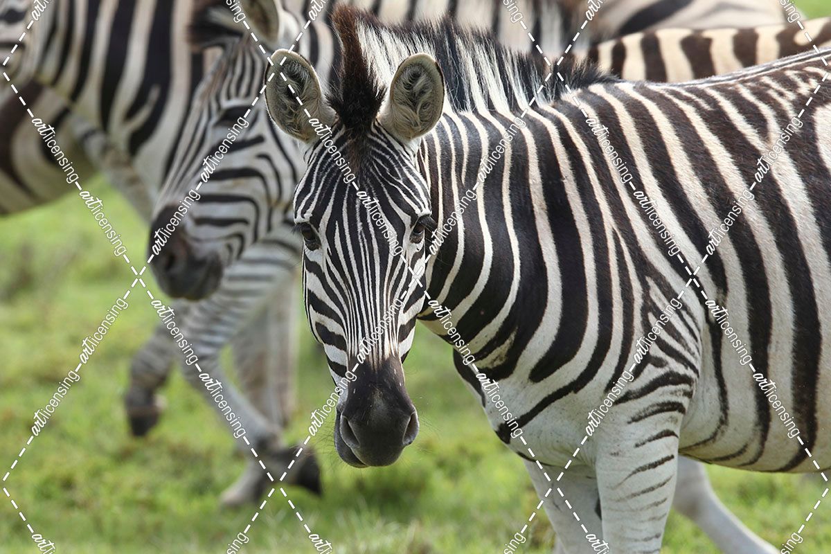 African Zebras 107