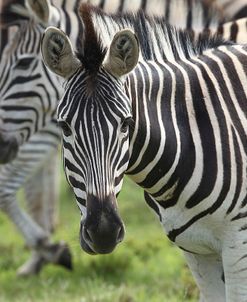 African Zebras 107