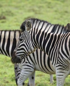 African Zebras 108