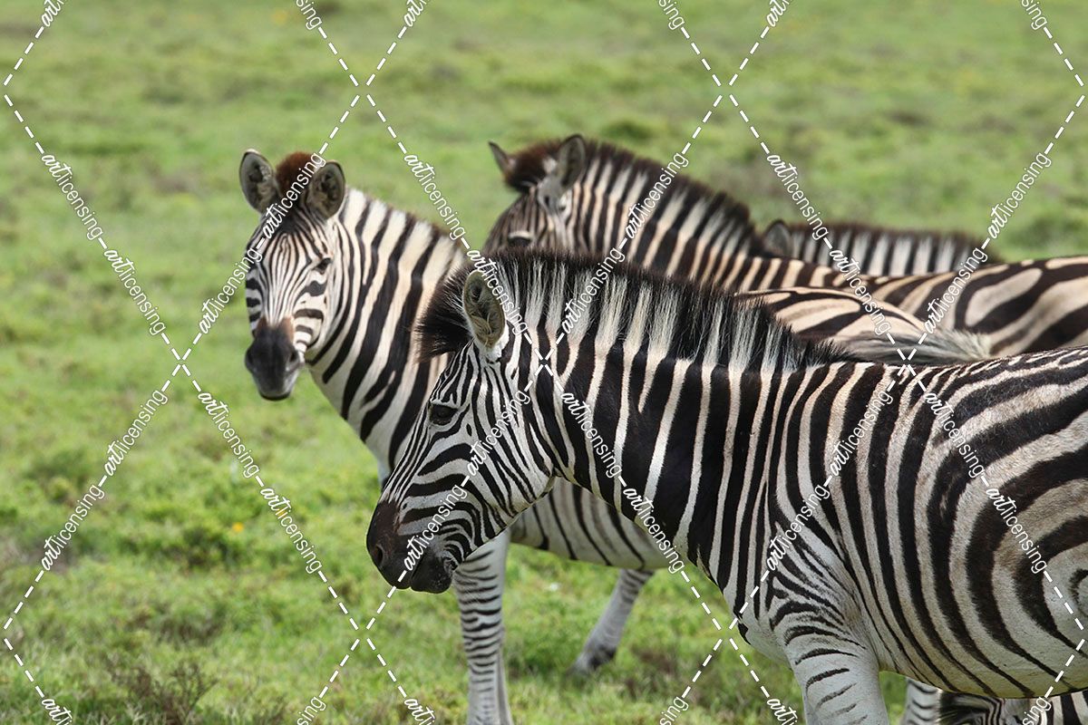 African Zebras 109