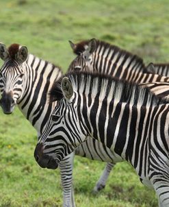 African Zebras 109