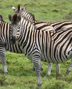 African Zebras 110