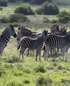 African Zebras 101
