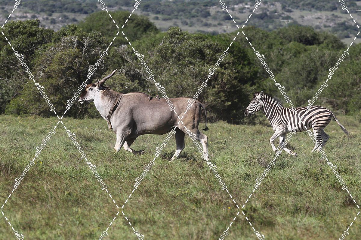 African Zebras 102