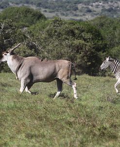 African Zebras 102