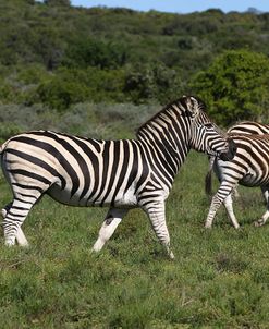African Zebras 103