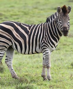 African Zebras 104