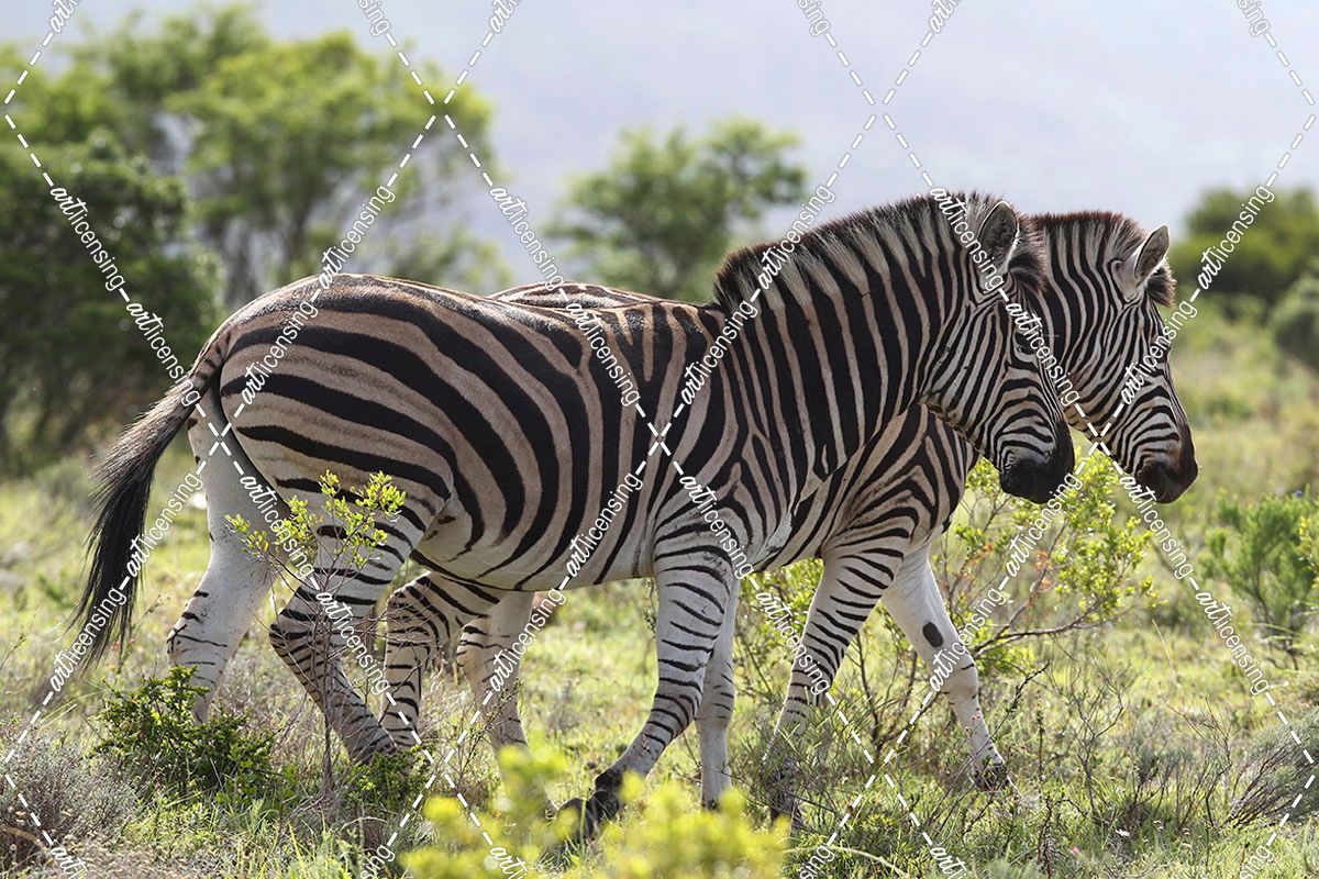 African Zebras 115
