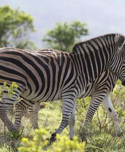 African Zebras 115