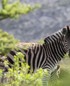 African Zebras 116