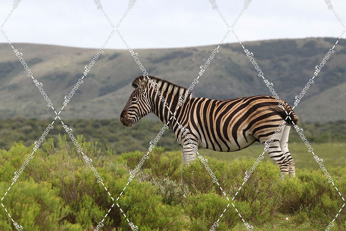 African Zebras 117