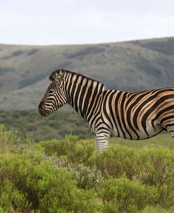 African Zebras 117