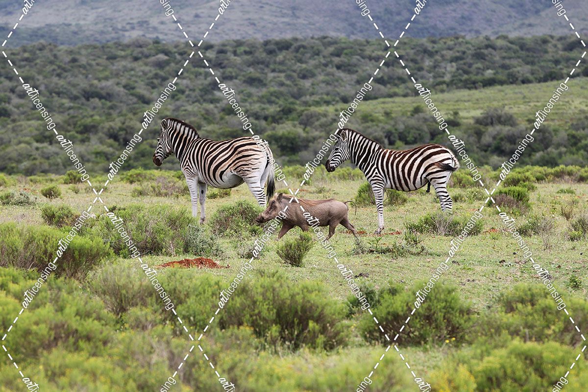 African Zebras 118