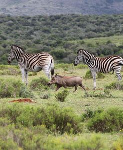 African Zebras 118