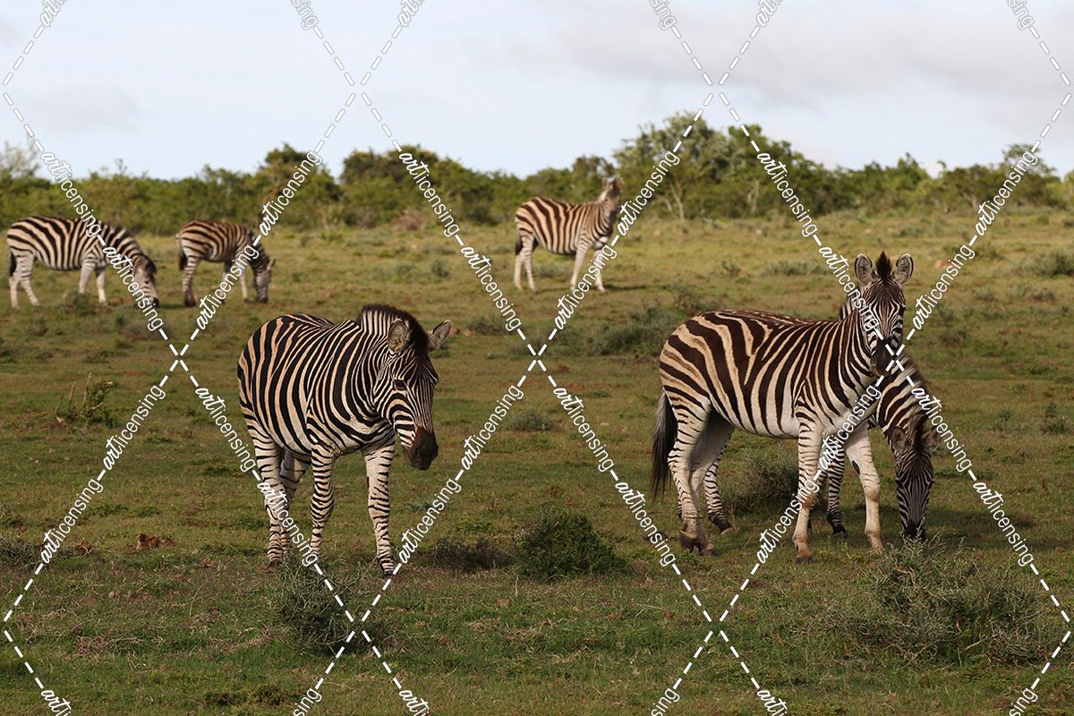 African Zebras 119