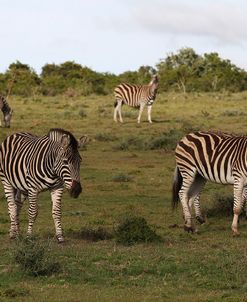 African Zebras 119