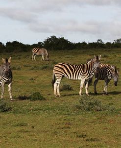 African Zebras 120