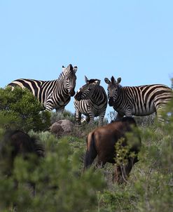 African Zebras 111