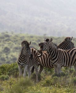 African Zebras 112