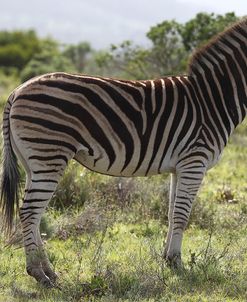African Zebras 113