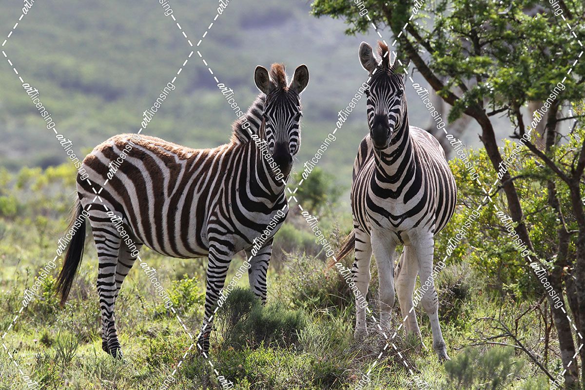 African Zebras 114