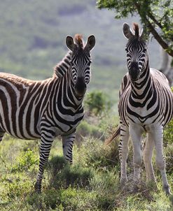 African Zebras 114