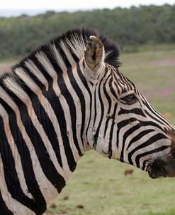 African Zebras 121