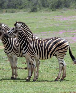African Zebras 122