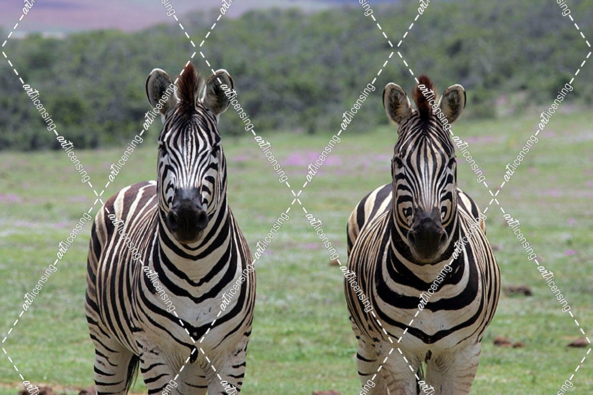 African Zebras 123