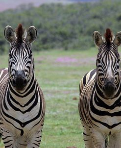 African Zebras 123