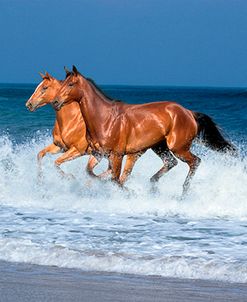 2 Horses Sea