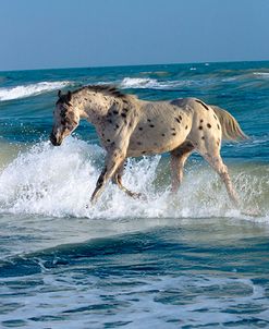 Appaloosa Sea