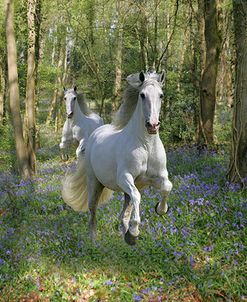 Blue Bell Wood