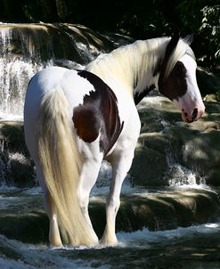 Fantasy Horses 19
