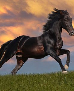 Fantasy Horses 40