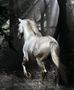 Fantasy Horses 34