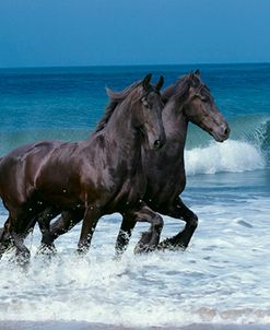 Friesians Sea