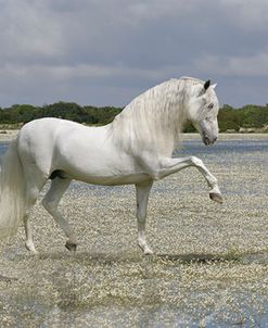 Lord Of The Lake