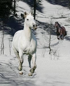 Snow Chase