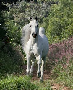 Running Free